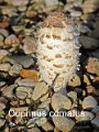 Coprinus comatus-amf502
